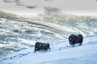 Muskox / Piżmowół arktyczny