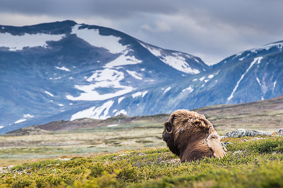 Muskox / Piżmowół arktyczny