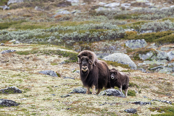 Muskox / Piżmowół arktyczny