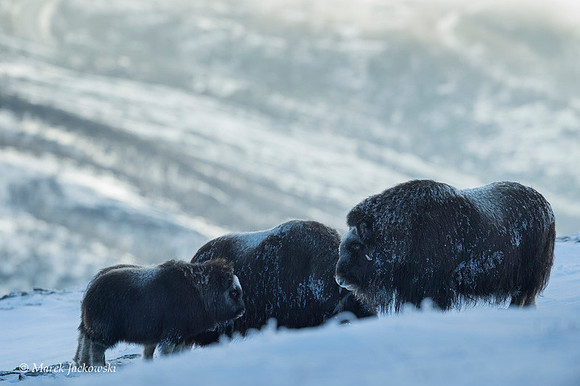 Muskox / Piżmowół arktyczny