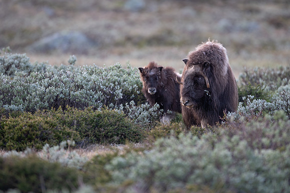 Muskox / Piżmowół arktyczny