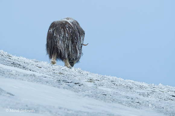 Muskox / Piżmowół arktyczny