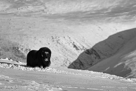 Muskox / Piżmowół arktyczny