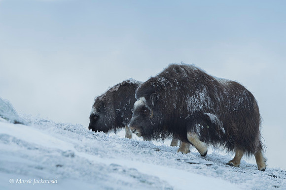 Muskox / Piżmowół arktyczny
