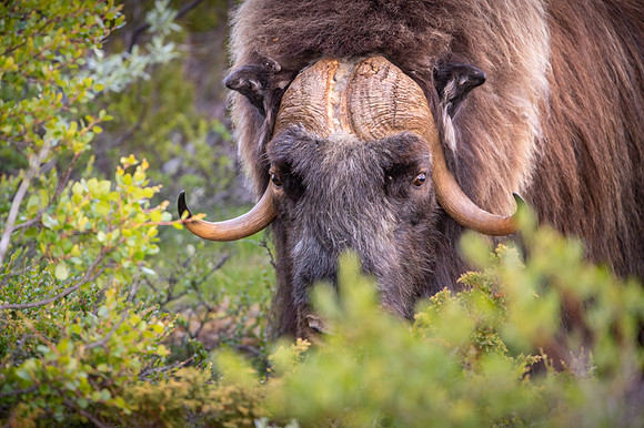 Muskox / Piżmowół arktyczny