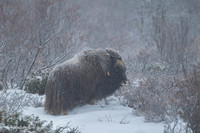 Muskox / Piżmowół arktyczny