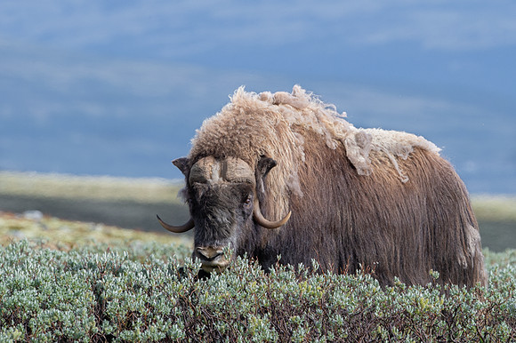 Muskox / Piżmowół arktyczny