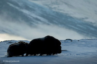 Muskox / Piżmowół arktyczny