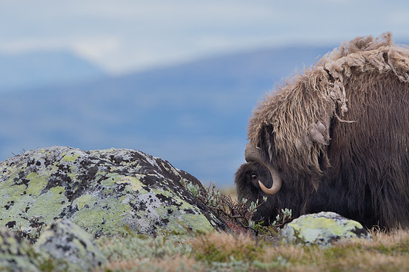 Muskox / Piżmowół arktyczny