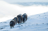 Muskox / Piżmowół arktyczny