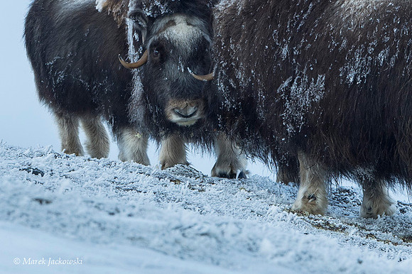 Muskox / Piżmowół arktyczny