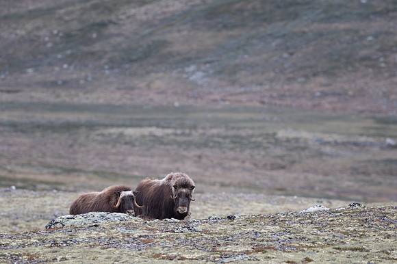 Muskox / Piżmowół arktyczny