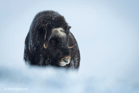 Muskox / Piżmowół arktyczny