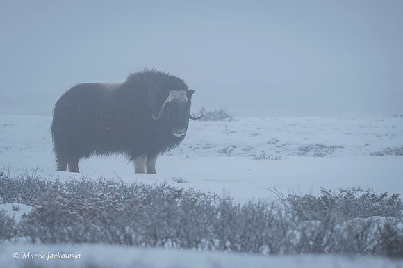 Muskox / Piżmowół arktyczny