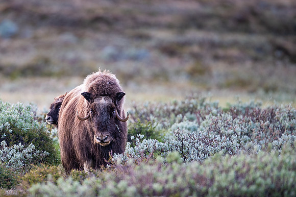 Muskox / Piżmowół arktyczny