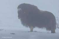 Muskox / Piżmowół arktyczny