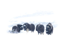 Muskox / Piżmowół arktyczny