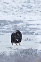 Muskox / Piżmowół arktyczny