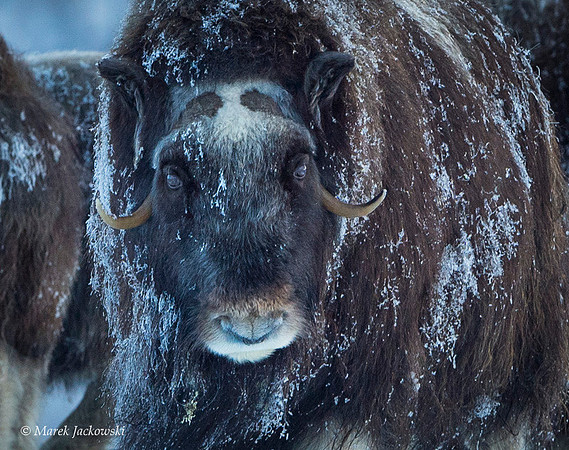 Muskox / Piżmowół arktyczny