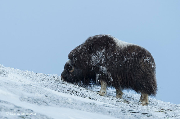 Muskox / Piżmowół arktyczny