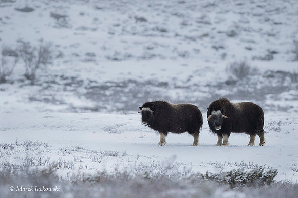 Muskox / Piżmowół arktyczny