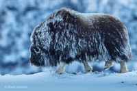 Muskox / Piżmowół arktyczny