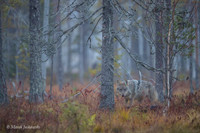 Wolf / Wilk