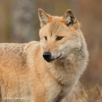 Wolf / Wilk
