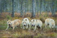 Wolf / Wilk