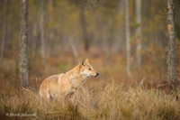 Wolf / Wilk