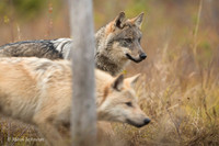 Wolf / Wilk