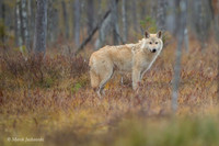 Wolf / Wilk