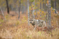 Wolf / Wilk