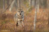 Wolf / Wilk