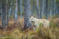 Wolf / Wilk