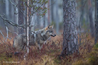 Wolf / Wilk