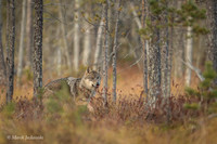 Wolf / Wilk