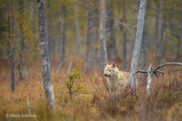 Wolf / Wilk