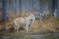 Wolf / Wilk