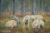 Wolf / Wilk
