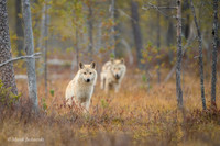 Wolf / Wilk