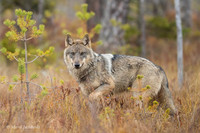 Wolf / Wilk