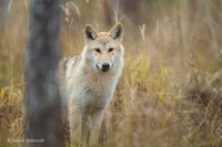 Wolf / Wilk
