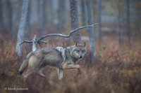 Wolf / Wilk