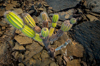 Galapagos Islands