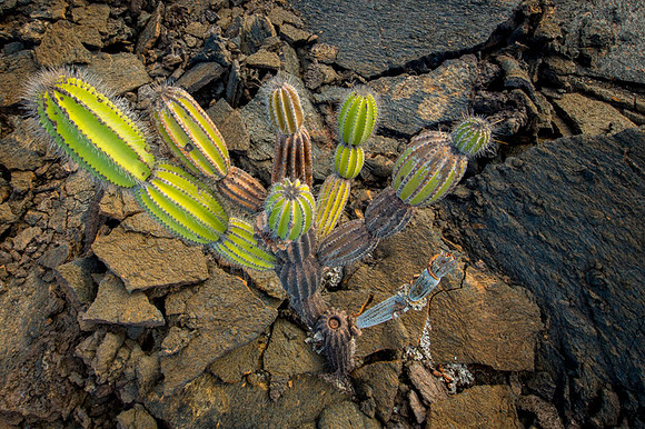 Galapagos Islands
