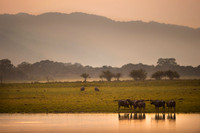 Water bufalo
