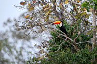 Toco Toucan