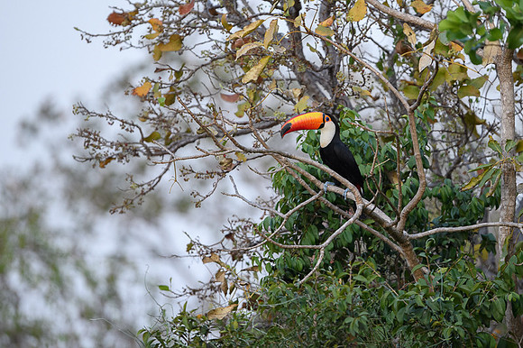 Toco Toucan