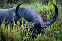 Water bufalo